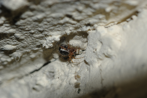 Coppia di Sardinidion blackwalli (Theridiidae)